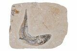 Bargain, Cretaceous Fossil Fish - Lebanon #218825-1